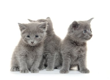 Üç Gri kedi yavrusu