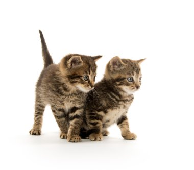 iki tabby yavru kedi