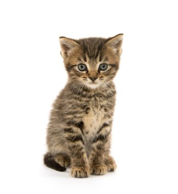 şirin tabby yavru kedi beyaz