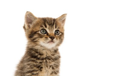 şirin tabby yavru kedi beyaz