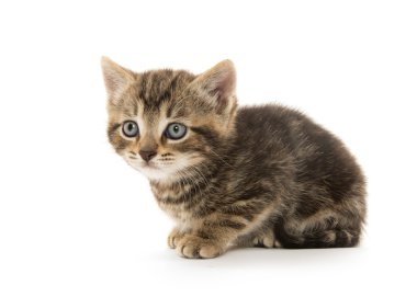 şirin tabby yavru kedi beyaz