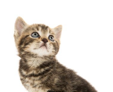 şirin tabby yavru kedi beyaz