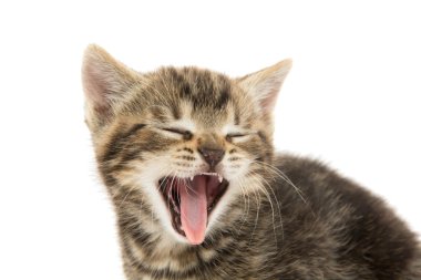 şirin tabby yavru kedi beyaz
