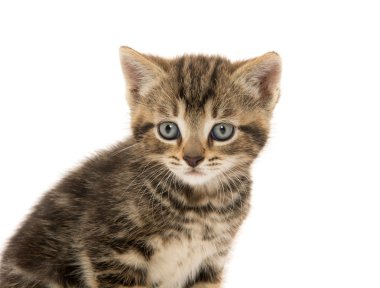 şirin tabby yavru kedi beyaz
