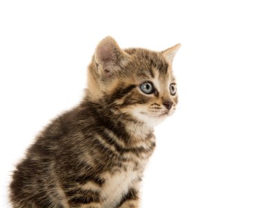 şirin tabby yavru kedi beyaz