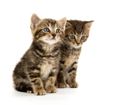 iki tabby yavru kedi