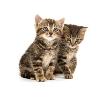 iki tabby yavru kedi