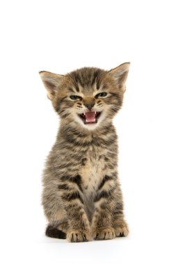 şirin tabby yavru kedi beyaz