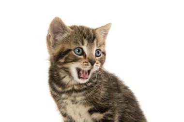 şirin tabby yavru kedi beyaz