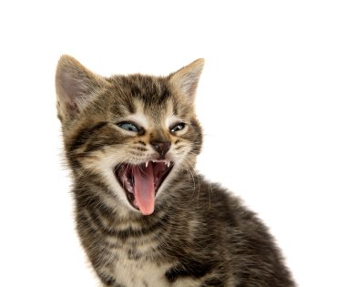 şirin tabby yavru kedi beyaz