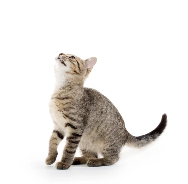 Carino gattino tabby — Foto Stock