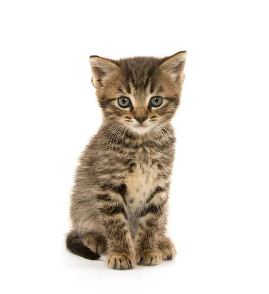 Mignon chaton tabby sur blanc — Photo