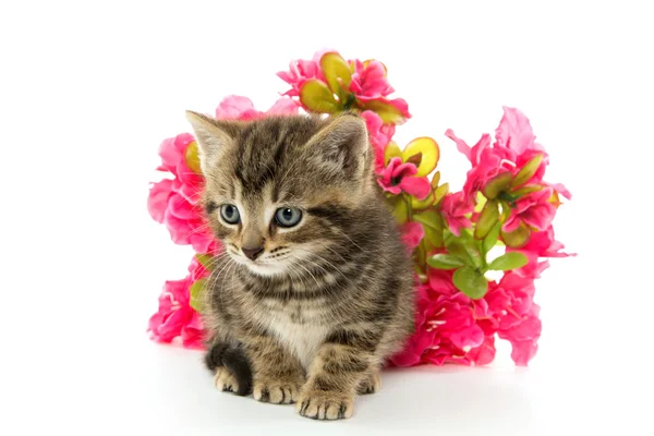 Gattino tabby e fiori — Foto Stock