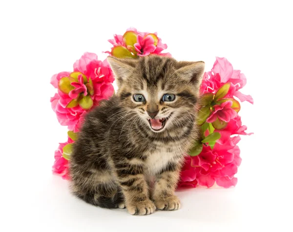 Tabby yavru kedi ve çiçekler — Stok fotoğraf