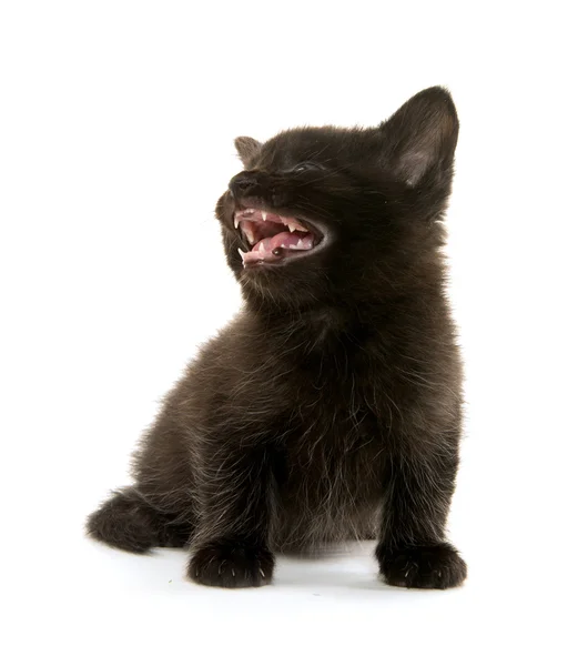 Gatito negro sobre blanco — Foto de Stock