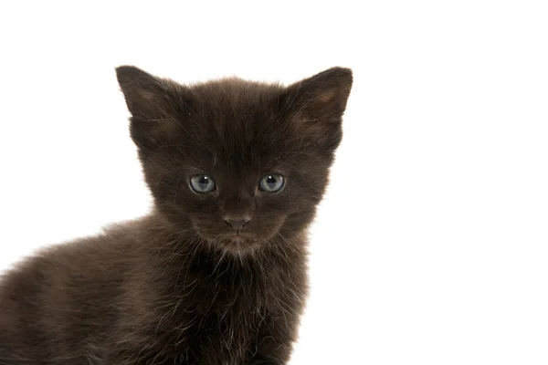 Gatinho preto em branco — Fotografia de Stock