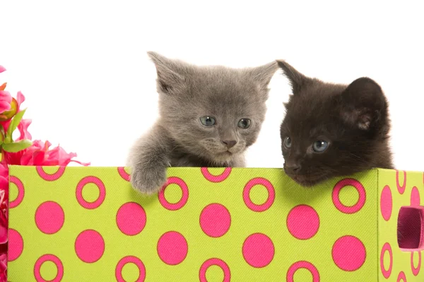 Los gatitos en la caja —  Fotos de Stock