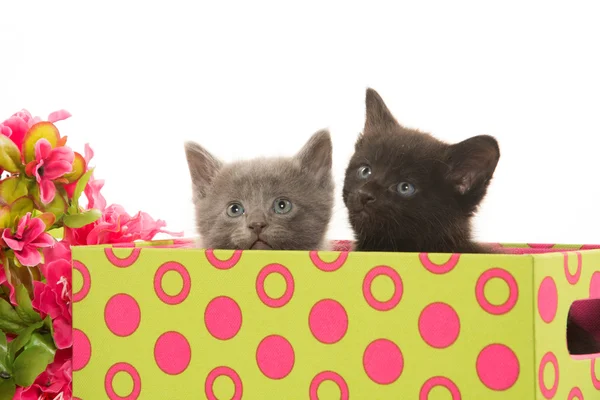 Kittens in a box — Stock Photo, Image