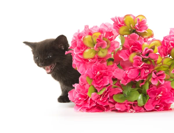 Černé kotě a červený květ — Stock fotografie