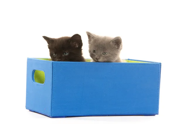 Due gattini in scatola — Foto Stock