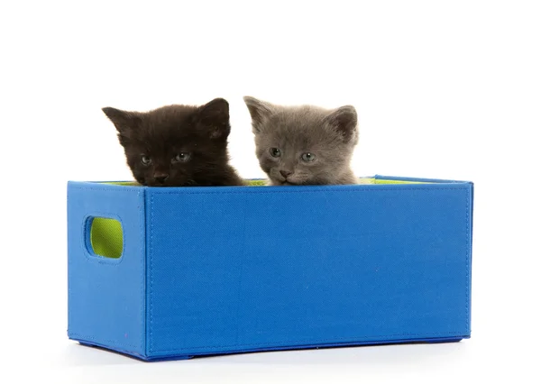 Dos gatitos en caja —  Fotos de Stock