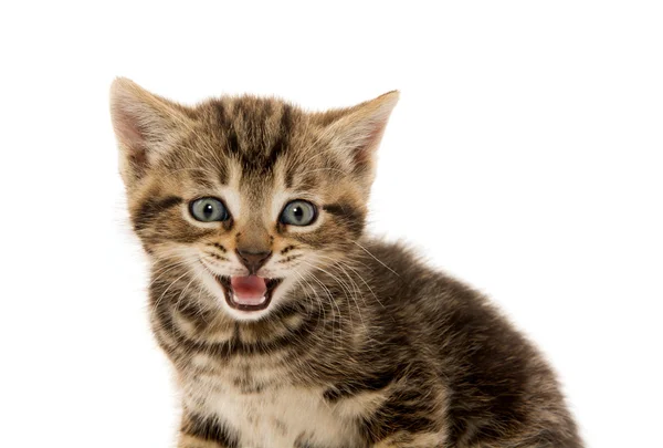 Lindo gatito tabby en blanco — Foto de Stock