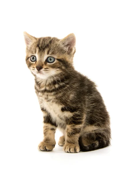 Carino gattino tabby su bianco — Foto Stock