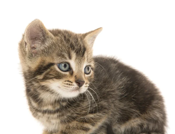 Mignon chaton tabby sur blanc — Photo