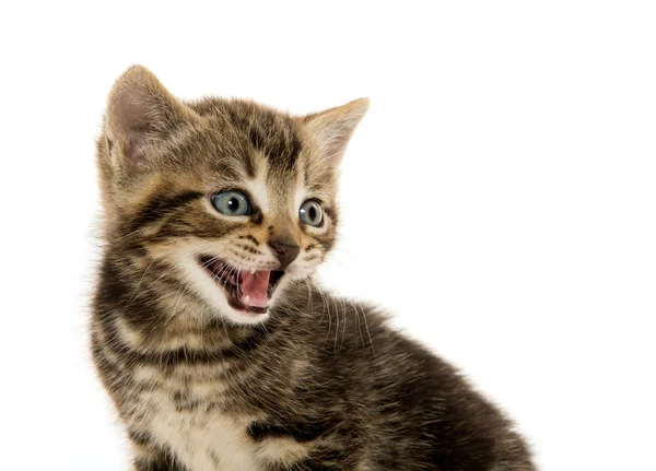 Lindo gatito tabby en blanco — Foto de Stock