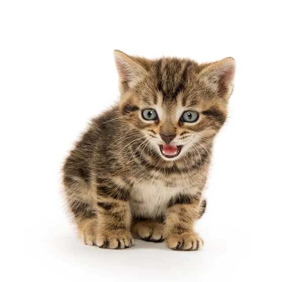 Cute tabby kitten on white — Stock Photo, Image