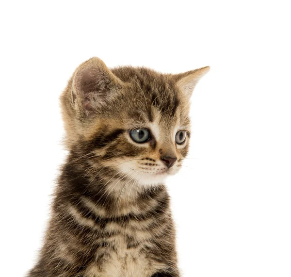 Mignon chaton tabby sur blanc — Photo