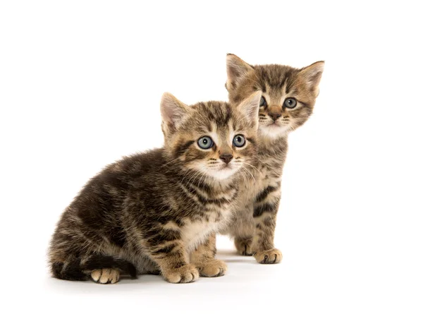 Dois gatinhos de mesa — Fotografia de Stock