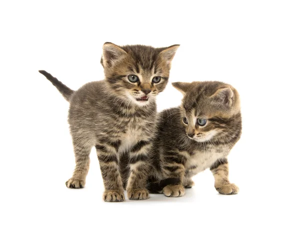 두 줄무늬 고양이 — 스톡 사진