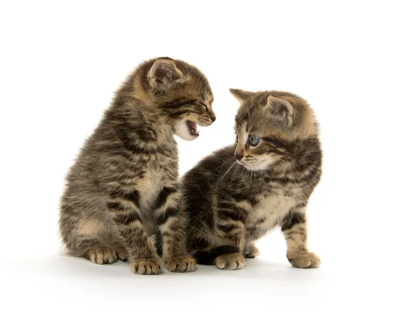 Twee tabby kittens — Stockfoto