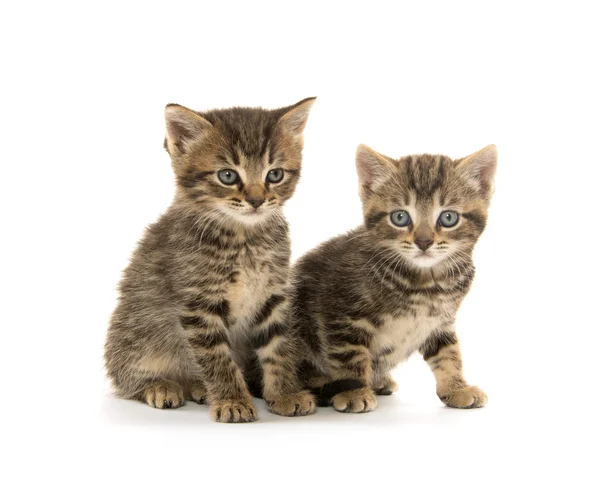 Twee tabby kittens — Stockfoto