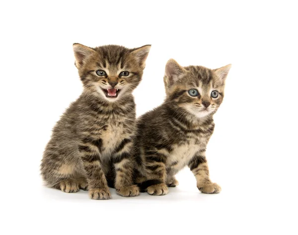 두 줄무늬 고양이 — 스톡 사진