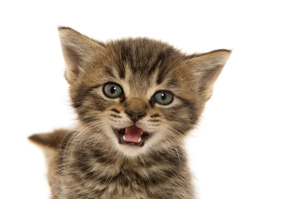 Lindo gatito tabby en blanco — Foto de Stock