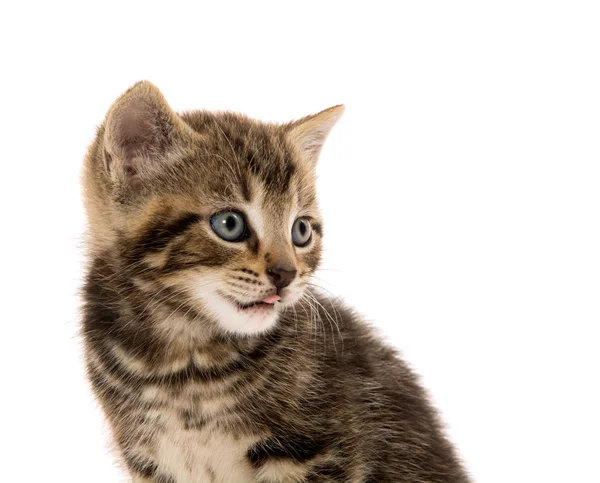 Cute tabby kitten on white — Stock Photo, Image