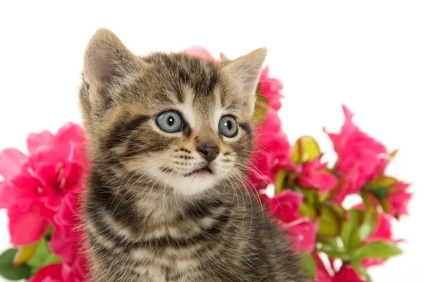 Gatito tabby y flores — Foto de Stock