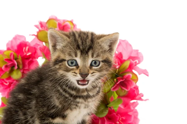 Gattino tabby e fiori — Foto Stock