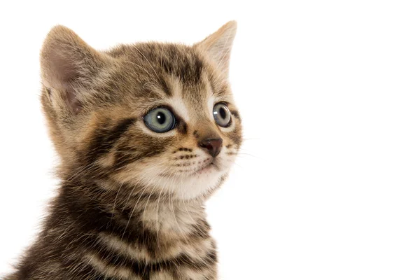 Симпатичный тэбби-котенок — стоковое фото