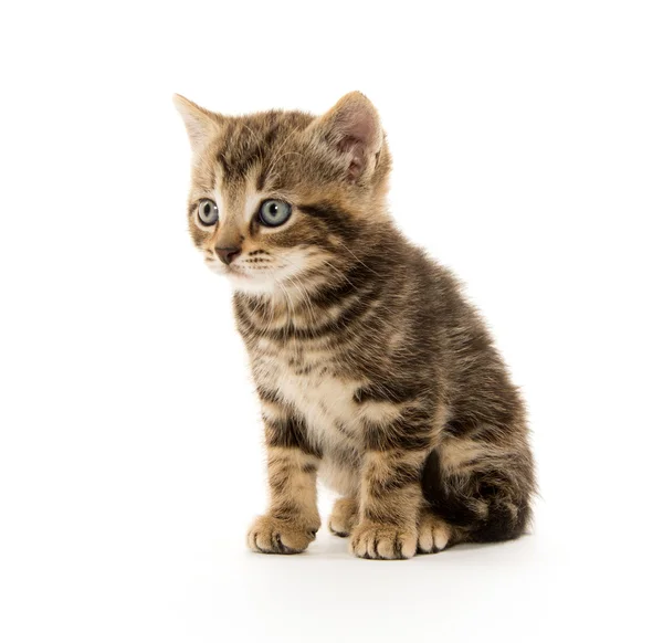 Cute tabby kitten on white Stock Picture