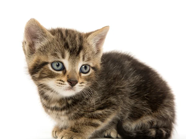 Cute tabby kitten on white Royalty Free Stock Images