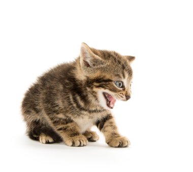 şirin tabby yavru kedi beyaz