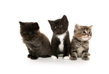 üç sevimli yavru kedi beyaz