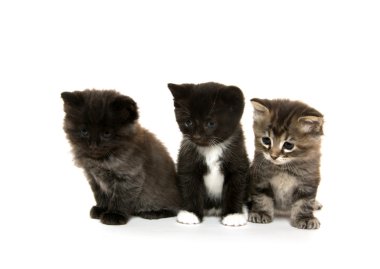 üç sevimli yavru kedi beyaz