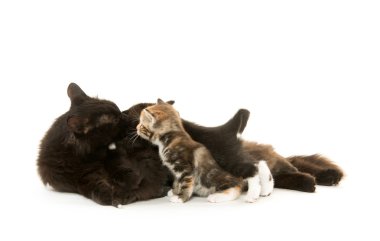 Kara kedi Hemşirelik yavru kedi