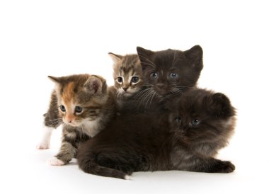 Kara kedi Hemşirelik yavru kedi