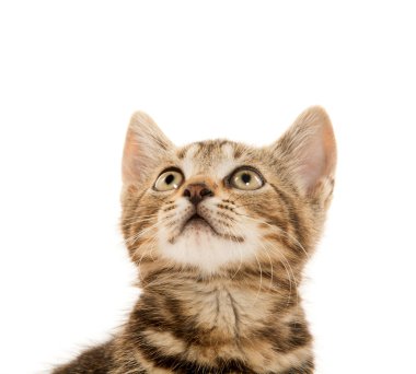 şirin tabby yavru kedi 