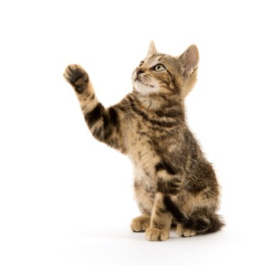 Beyaz Üzerine Tekir Kedicik